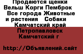 Продаются щенки Вельш Корги Пемброк  - Все города Животные и растения » Собаки   . Камчатский край,Петропавловск-Камчатский г.